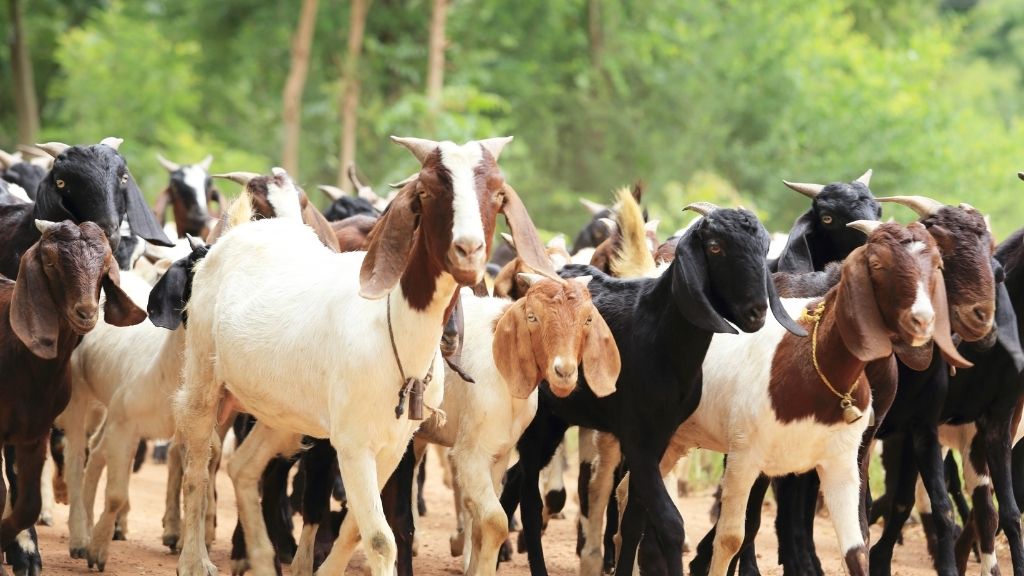 different meat goat breeds